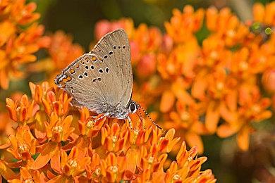 EA CEO：生成式AI将彻底改变游戏开发 目标五年内构建更大、更沉浸式世界